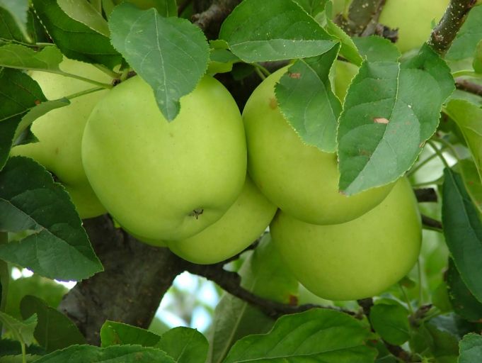 The History of the Granny Smith Apple and Granny Smith