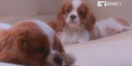 Video: Relaxing and Soothing – Presenting DOGTV, the TV Channel Just for Your Pooch