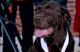 Top Dog – Dog Crashes Half-Marathon, Runs Race, Wins Medal