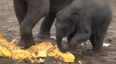 Want To See Some Elephants Smash Some Pumpkins? Course You Do