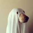 GALLERY – Twenty-One Animals Who Are Really Excited About Halloween