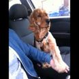 VIDEO – This Dog Cannot Be In A Moving Car… Unless You Hold His Paw