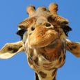 Explained: Why Your Facebook Friends Look Like Giraffes