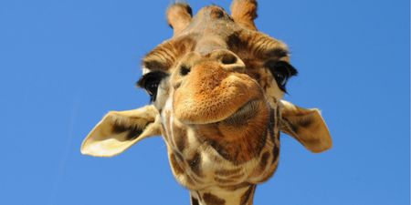 Explained: Why Your Facebook Friends Look Like Giraffes
