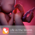 Life In The Womb, New App Gives A Stunning Visual Guide To Pregnancy