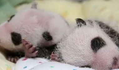 Seriously Cute: Time-Lapse Video Of Panda Twins