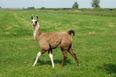 Llama Drama: Drunken French Teens Steal Llama From A Circus And Take Him On A Night Out