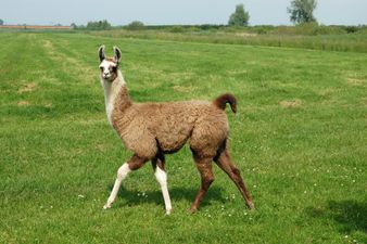 Llama Drama: Drunken French Teens Steal Llama From A Circus And Take Him On A Night Out