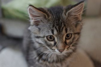 In Photos: Tweeter Documents Growing Kitten Over a Series of Cute Images