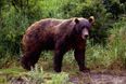 Video: This Isn’t Something You See Everyday – A Bear Takes A Drive In A Lamborghini
