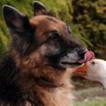 And They Called It Puppy Love – Geraldine The Goose And Rex The Dog Find Unlikely Love