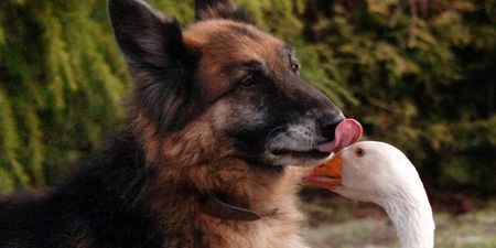 And They Called It Puppy Love – Geraldine The Goose And Rex The Dog Find Unlikely Love