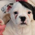 PICTURE – Some Pup, Meet Patch The Dog Who Looks A Little Like Hitler…
