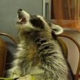 VIDEO – Mitya The Raccoon Really Likes Eating His Grapes