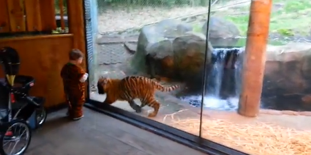 VIDEO – 2-Year-Old Boy Dressed As A Tiger Befriends A Tiger Cub