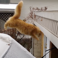 VIDEO: Just Try Not To Laugh At This Cat Fail.