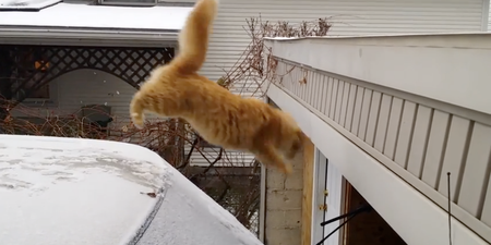VIDEO: Just Try Not To Laugh At This Cat Fail.