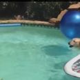 Video: All Kinds Of Brilliant – Puppy Surfs On His Dad’s Back