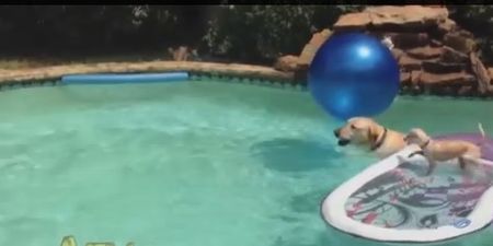 Video: All Kinds Of Brilliant – Puppy Surfs On His Dad’s Back