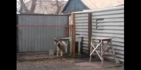 VIDEO – Slave To The Music, This Dancing Dog Just Can’t Escape The Beat