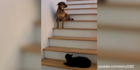 VIDEO – You Shall Not Pass, Dog. Amazing Compilation Of Cats Being Incredibly Mean To Dogs