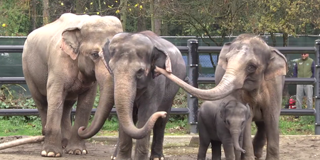 Watch: Looking Back on Lily the Baby Elephant’s First Year at Oregon Zoo