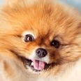 Flint the Pomeranian Puppy Is an Internet Hit