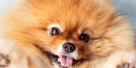Flint the Pomeranian Puppy Is an Internet Hit