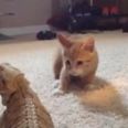 VIDEO – Kitten Meets Lizard… Completely Freaks Out
