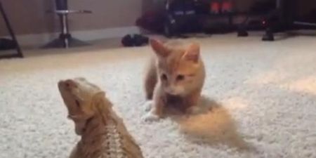 VIDEO – Kitten Meets Lizard… Completely Freaks Out