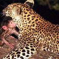 VIDEO: This Leopard and Baby Baboon Might Break Your Heart