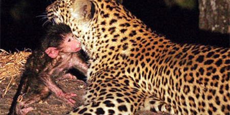 VIDEO: This Leopard and Baby Baboon Might Break Your Heart