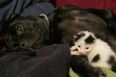 The Story Of Roscoe, A Two-Day-Old Kitten Found By A Puppy Who Became His Best Friend