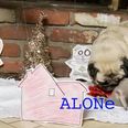VIDEO – Home Alone, As Told By A Boy And His Pug Puppies