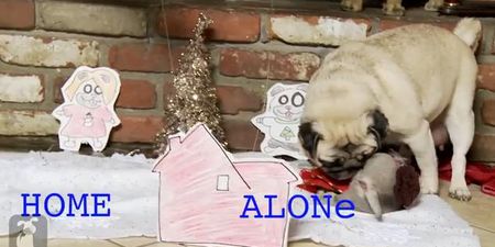 VIDEO – Home Alone, As Told By A Boy And His Pug Puppies