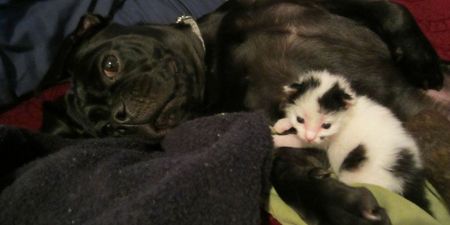 Remember The Dog Who Rescued A Newborn Kitten? Well, Here They Are A Year Later