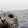 VIDEO – He Just Wants A Hug, This Seal Jumped Into A Random Boat For Some Cuddles
