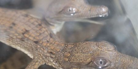 Anyone for a Dip? Nine Baby Crocodiles Found in Public Pool