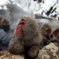 Pic Of The Day: The Most Content Snow Monkey You’ll Ever See