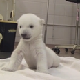 Cuteness Overload: Polar Bear Cub Attempts His First Steps
