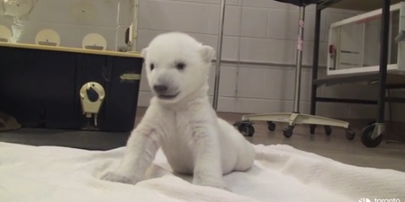 Cuteness Overload: Polar Bear Cub Attempts His First Steps