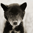 Pic Of The Day: Photographer’s Portraits Of Elderly Animals Will Melt Your Heart
