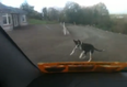 Barking Mad: This Roscommon Pooch Is The Craziest Dog We’ve Ever Seen
