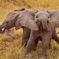 GALLERY – Thirteen Really Happy Baby Elephants To Get You Ready For The Weekend