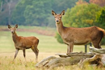 VIDEO: Mr Snow White – The Man Who Feeds Wild Deer