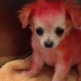 Abandoned Pink Puppy Called Candy Gets New Home