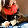 Watch: A Video Tour of the Amazing Cat Cafés of Japan