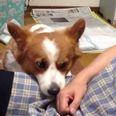 VIDEO: Cute Corgi Just Wants To Be Petted