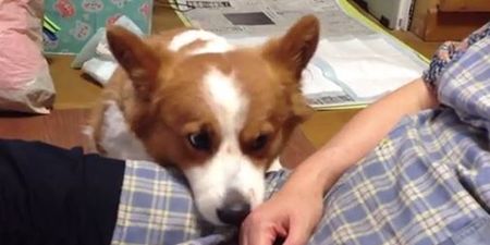 VIDEO: Cute Corgi Just Wants To Be Petted