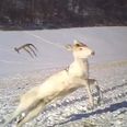 VIDEO – Deer Sheds His Antlers, Completely Freaks Out